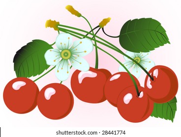 Figure of a branch cherry with berries and colors