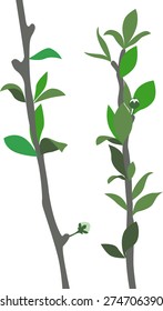 Figure branches of a young tree.