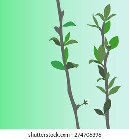 Figure branches of a young tree .