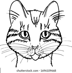 Figure cat head in black lines. A sketch of the cat's face.