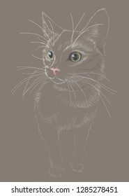 Figure cat sketch in lines vector, alert and nervous, incompleteness, with bright eyes and nose, fluffy on a dark background