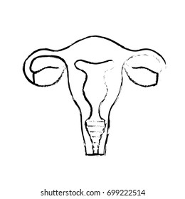 figure fallopian tubes with uterus to human anatomy