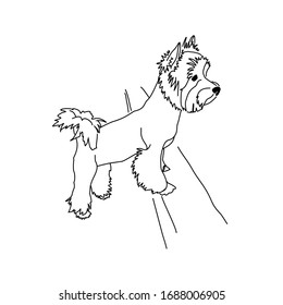Figure haircut Yorkshire Terrier. Vector image of a standing dog.