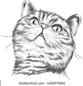 Figure head of a cat. British muzzle. Striped cat. Looks dreamily up and smiles. Attentive look. Up. Black and gray sketch. Vector isolate