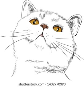 Figure head of a cat. Earnestness Yellow eyes. Burning look. Looks dreamily up. Attentive look. White beast. Cat family. Vector isolated.