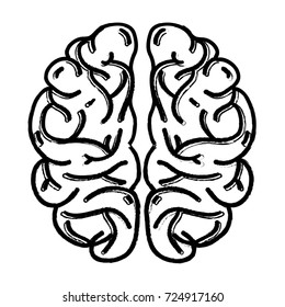 figure human brain anatomy to creative and intellect