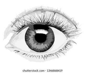 Figure of a human eye in gray tones. Anatomical image of the eye.