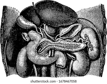 Figure of the internal structure of Abdominal organs, it contains all the digestive organs, including the stomach, small and large intestines, pancreas, liver, and gallbladder, vintage line drawing