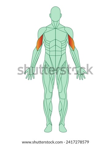 Figure of a man with highlighted muscles. Highlighted in red biceps of arms or shoulders. Male muscle anatomy concept.  Vector illustration isolated on white background.