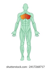 Abbildung eines Mannes mit markierten Muskeln. Schema des menschlichen Körpers mit Brustmuskeln in rot hervorgehoben. Anatomie männlicher Muskeln  Vektorgrafik einzeln auf weißem Hintergrund.
