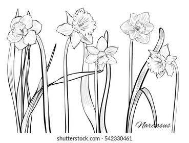 Figure narcissus. Drawing set isolated on white background. Vector sketch narcissus illustration. in bloom. Ink painted flowers over white. Blossom collection. Hand drawn illustration.