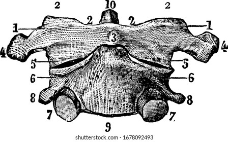 Figure of one vertebra, there are 33 vertebrae that interlock with each other to form the spinal column, vintage line drawing or engraving illustration.