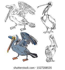 the figure of the Pelican in three poses for painting