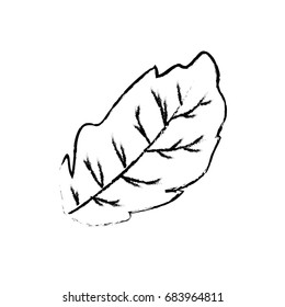 figure peppermint leaf plant and natural condiment