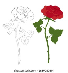 Figure roses with and without color. the contour of a rose and a beautiful red rose. Vector illustration