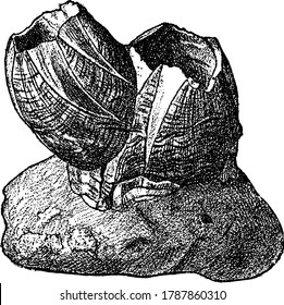 Figure showing barnacle, barnacle is a marine crustacean with an external shell, which attaches itself permanently to a surface and feeds by filtering particles from the water using its modified