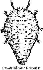 Figure showing grape gall louse, it is a type of insect which attacks only grape vines and kills them slowly but surely by attacking their roots, vintage line drawing or engraving illustration.