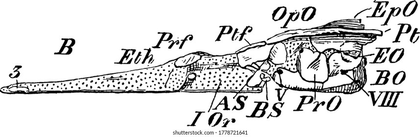Figure showing the internal anatomy of pike cranium, it is a species of carnivorous fish of the genus Esox, vintage line drawing or engraving illustration.