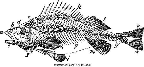 Figure showing a skeleton of perch, perch an consumable freshwater fish with a high spiny dorsal fin, dark vertical bars on the body, vintage line drawing or engraving illustration.