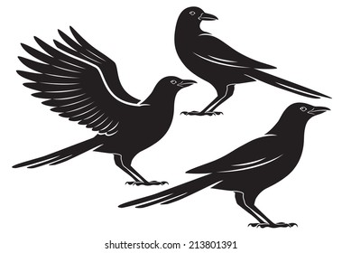 the figure shows a bird crow