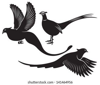 the figure shows a bird pheasant