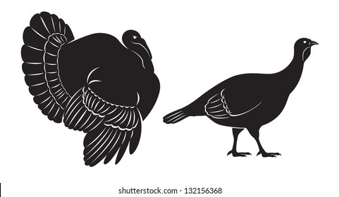 The figure shows a bird turkey