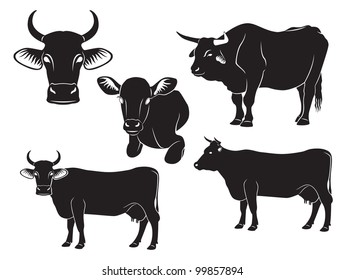 the figure shows a cow, bull and calf