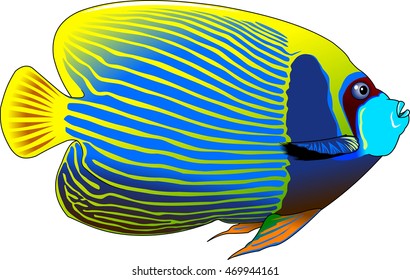 the figure shows the fish angelfish, vector