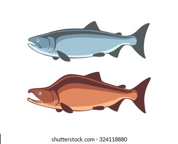 the figure shows the fish salmon