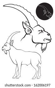 the figure shows a goat