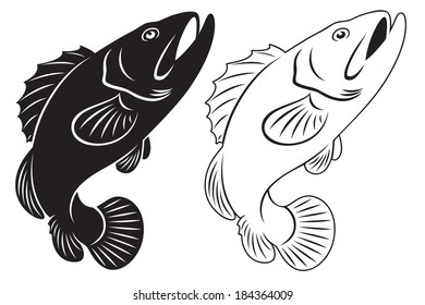 the figure shows the grouper fish