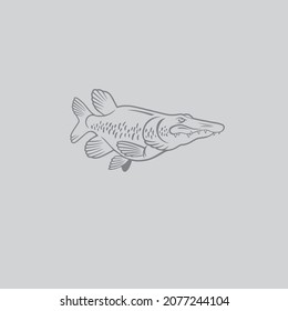 The figure shows a pike fish
