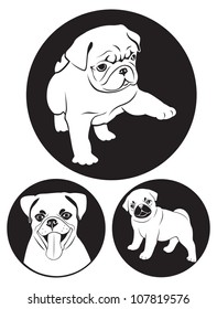 the figure shows a pug dog