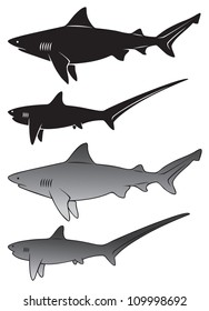 the figure shows a shark