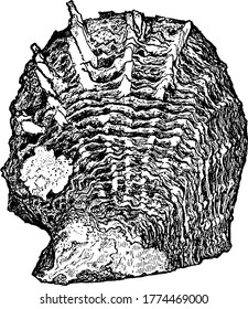 figure shows a shell of oyster, it is made of calcium carbonate and organic material, vintage line drawing or engraving illustration.