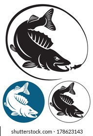 the figure shows Sriped Bass fish