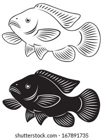 the figure shows the tilapia fish