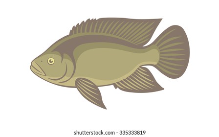 the figure shows the tilapia fish