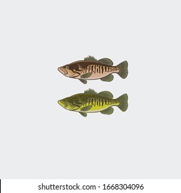 The figure shows the varieties of bass fish