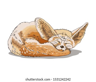 Figure sleeping fennec fox. Greeting card, t-shirt composition, hand-drawn print style. Vector illustration