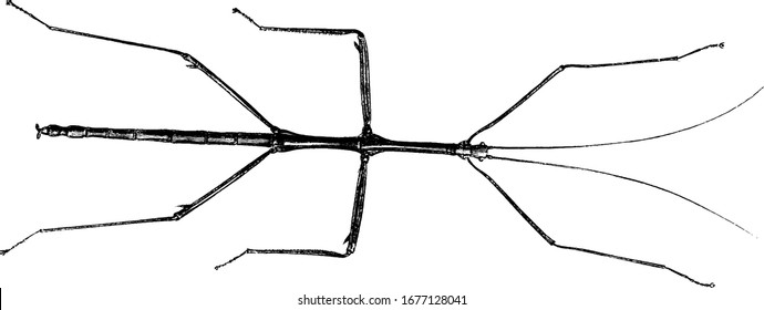 Figure of stick insect also known as walking stick of the order Phasmatodea, it looks like a twig on a branch, vintage line drawing or engraving illustration.