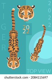 Figure of a tiger on a blue background. Top view vector animal. 