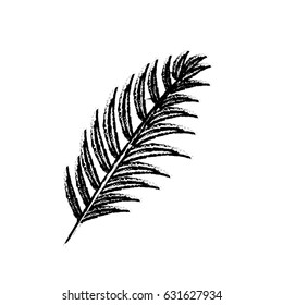 figure tropical branch leaves plant