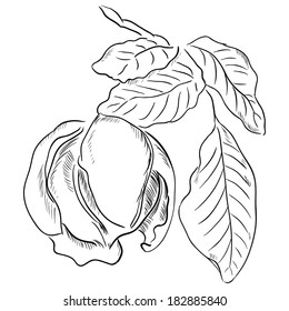 Figure walnut leaves. Vector illustration is made by hand.