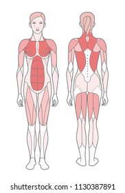 Figure of the woman, the scheme of the basic trained muscles. Front and rear view. Vector. Isolated on white background,  EPS10