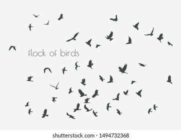figures flock of flying birds on white background