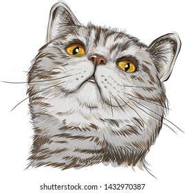 Figurine cat head. British close up. British muzzle. Striped gray-brown beast. Hazel eyes, bright eyes. Looks dreamy and smiles. Looking up narrow pupils. Vector isolated.