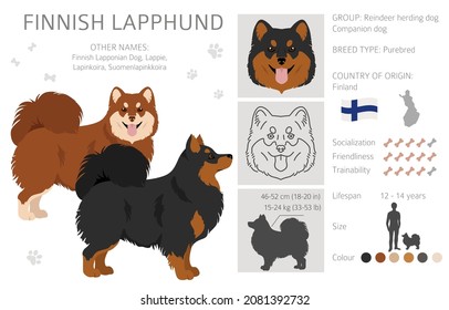 Fiinnish lapphund clipart. Different poses, coat colors set.  Vector illustration