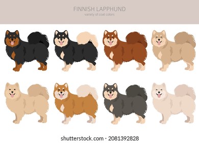 Fiinnish lapphund clipart. Different poses, coat colors set.  Vector illustration