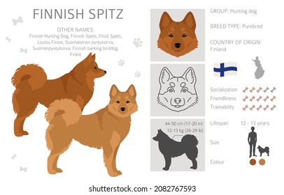 Fiinnish spitz clipart. Different poses, coat colors set.  Vector illustration